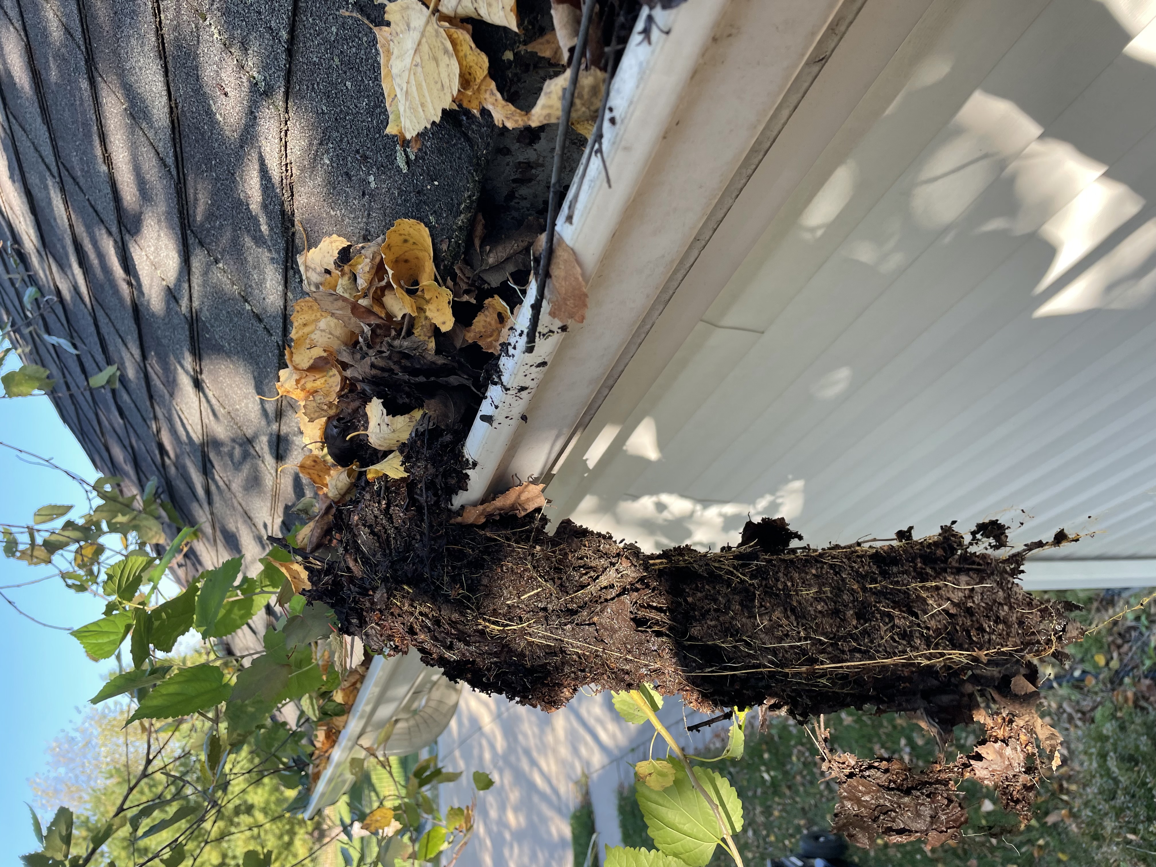 Roof Debris and Gutter Cleaning in Waterloo, IL